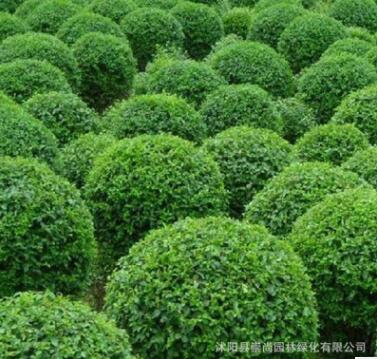 水臘 水臘球 綠籬苗 種子 綠化工程苗 耐寒 產地直銷