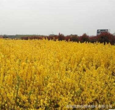 大量供應工程苗金鐘花 黃金條 金鐘花價格 細葉連翹 金鐘花苗