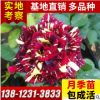 批發大盆栽品種月季 歐月 爬藤月季 樹狀月季花苗 嫁接月季苗基地