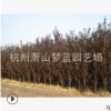 紅葉李 紫葉李 土球好 根系旺 精品苗 品種 規格 齊全 蕭山苗木