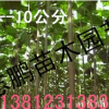 出售綠化喬木泡桐樹 小苗 泡桐種子 規格齊全 歡迎光臨