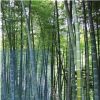 基地供應(yīng) 紫竹 青竹 毛竹 四季常青 黃竹子 竹竿 適合園林綠化
