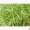 旱傘草 水生 植物 成活率 高 精品 優質苗 各種 綠化 工程 園林