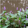 海壽花 各種 水生 植物 花藝 地被 色塊類 批發(fā) 蕭山 基地 直銷