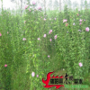 批發木槿 叢生木槿 木槿價格 綠化樹苗批發規格齊全