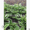 玉簪 冠幅 土球好 花灌木 地被 球類 色塊 草花喬木 品種規(guī)格全