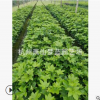 熊掌木 苗木 批發(fā) 量多 蕭山 園林 市政綠化 工程苗 精品成活高