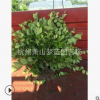 小葉女貞 土球好 冠幅好 花灌木 地被 球類 色塊類 草花類 園林苗