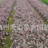 杭州 蕭山 優(yōu)質(zhì) 紅花繼木 金葉女貞 綠化樹木 園林 地被 色塊量多