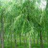 柳樹垂柳樹價(jià)格