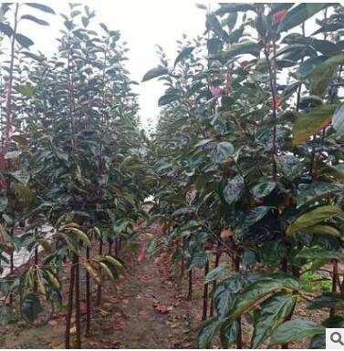 苗圃直銷，專供批發柿樹