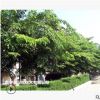 低價供應綠化苗木印度紫檀花木農戶自家花場直銷寵物及園藝園林