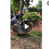 低價供應綠化苗木美麗異木棉花木農戶自家花場直銷寵物及園藝園林