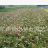豐花月季 盆栽 地栽苗 綠化 工程 當年開花 大花月季 花卉 庭院