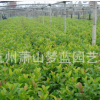 歐洲莢蒾 土球好 冠幅好 精品 優(yōu)質苗 樹木 園林 地被 草花
