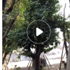 大量低價供應綠化苗木洋蒲桃自家苗場種植銷售寵物及園藝園林