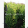 側柏 地被 工程 綠化 苗木 品種 規(guī)格 齊全 園林 工程苗 蕭山直銷