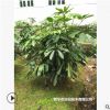 低價大量供應大葉傘綠化苗木農戶自家花場直銷寵物及園藝園林