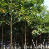 低價供應綠化苗木大葉杜英花木農戶自家花場直銷寵物及園藝園林