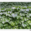 爬山虎 優(yōu)質 精品苗 成活率高 蕭山 藤本 植物 批發(fā) 基地 規(guī)格全