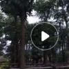 低價供應綠化苗木盆架子花木農戶自家花場直銷寵物及園藝園林