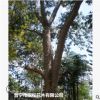 低價供應綠化苗木桃花心木花木農戶自家花場直銷寵物及園藝園林