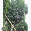 香泡 精品苗 批發(fā) 蕭山 園藝 市政 園林 綠化 工程 道路行道樹