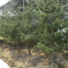五針?biāo)?土球好 冠幅好 花灌木 地被 球類 色塊類 草花類 喬木蕭山