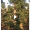 供應綠籬球形綠化苗木福建茶農戶自家花場種植直銷寵物及園藝林