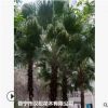 大量低價供應綠化苗木蒲葵自家苗場種植銷售寵物及園藝園林