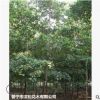 低價供應綠化苗木大葉欖仁花木農戶自家花場直銷寵物及園藝園林