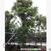 低價供應綠化苗木第倫桃花木農戶自家花場直銷寵物及園藝園林