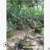 低價大量供應綠化苗木夾竹桃農戶自家花場直銷寵物及園藝園林