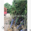 雞爪槭 土球好 冠幅好 花灌木 地被 球類 色塊類 草花類 喬木