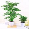 幸福樹小富貴綠植小盆栽水培花卉植物辦公室內(nèi)盆景吸甲醛防輻射