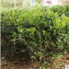 無刺枸骨球 枸骨 枸骨球無刺枸骨 規(guī)格齊全園林工程庭院花園造景