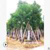 大量低價供應綠化苗木秋楓樹自家苗場種植銷售寵物及園藝園林