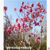 低價供應綠化苗木紫玉蘭花木農戶自家花場直銷寵物及園藝園林
