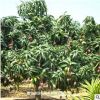 低價供應綠化苗木芒果樹花木農戶自家花場直銷寵物及園藝園林