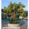 低價供應綠化苗木富貴榕花木農戶自家花場直銷寵物及園藝園林