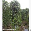 低價供應綠化苗木垂葉榕柱花木農戶自家花場直銷寵物及園藝園林