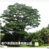 低價供應綠化苗木藍洋楹花木農戶自家花場直銷寵物及園藝園林