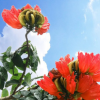 低價大量供應火焰木綠化苗木花木農戶自家花場直銷型寵物及園藝林