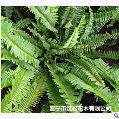 低價(jià)供應(yīng)園林批發(fā)各種綠化苗木腎蕨寵物園藝盆景瘋狂促銷爆款