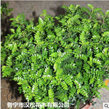低價(jià)供應(yīng)園林批發(fā)各種綠化苗木胡椒木寵物園藝盆景瘋狂促銷爆款