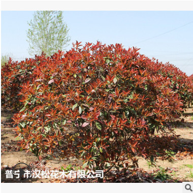低價(jià)供應(yīng)綠化苗木紅葉石楠花木農(nóng)戶自家花場(chǎng)直銷寵物及園藝園林