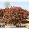 低價(jià)供應(yīng)綠化苗木紅葉石楠花木農(nóng)戶自家花場(chǎng)直銷寵物及園藝園林