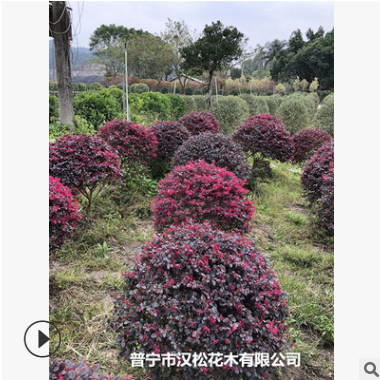 低價(jià)供應(yīng)繼木球/樹苗/檵木綠籬紅花種植高度寵物及園藝園林植物