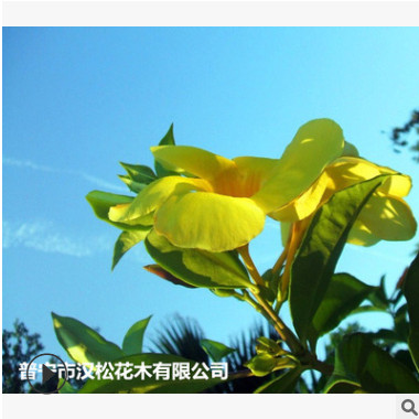 低價(jià)供應(yīng)園林批發(fā)各種綠化苗木軟枝黃嬋寵物園藝盆景瘋狂促銷爆款