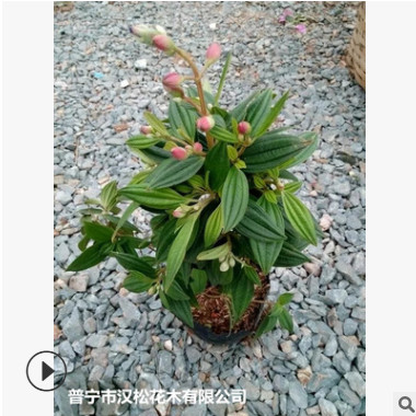 低價(jià)供應(yīng)園林批發(fā)各種綠化苗木野牡丹寵物園藝盆景瘋狂促銷爆款